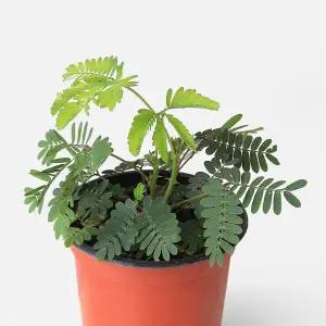 마이플랜트 미모사 소형 1개 야생화 꽃모종 신경초 다년초 공기정화식물