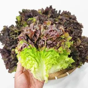 사계절청년농부 신선한 꽃상추 적상추 쌈채소 쌈야채 1kg