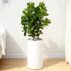 크루시아 공기정화식물 개업축하화분 집들이화분 전국꽃배달