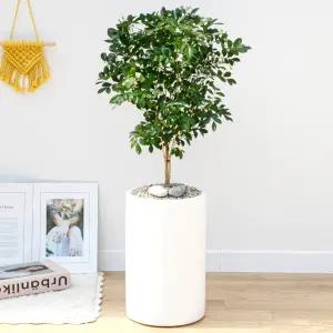 오렌지자스민 공기정화식물 개업축하화분 집들이화분 전국꽃배달