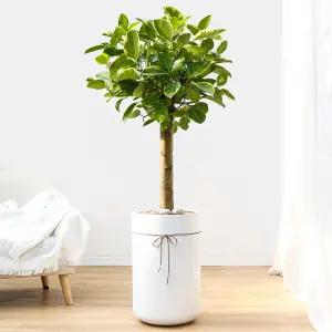 뱅갈고무나무 공기정화식물 개업축하화분 집들이화분 전국꽃배달