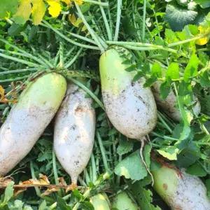 상상팜 다발무 무청 시래기 동치미용 김장용 3~5kg