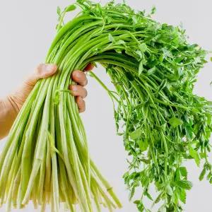 국내산 청도 한재 미나리 2단 400g