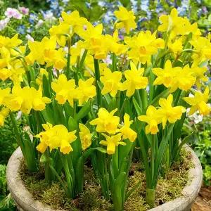 [초선지] 수선화 테테아테테 추식 구근 나르시서스 월동가능 다년생 신품종