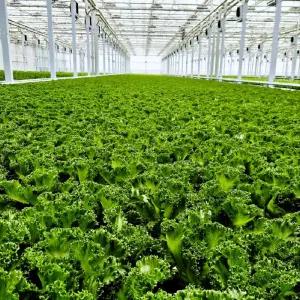 [GAP인증/무농약]프리미엄 유러피안 샐러드 채소 1kg내외(3-6종랜덤)