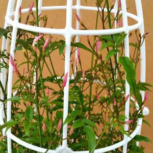 [소나무길]향기로운 학자스민 쟈스민 꽃 넝쿨식물 1954