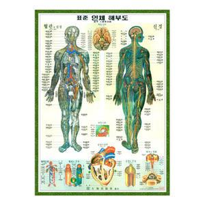 [대해] 한글 인체 혈관신경차트 - 인체해부도