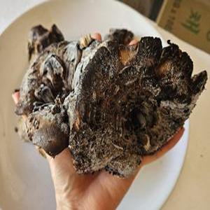 차마고도의 100%자연산 냉동능이버섯1kg