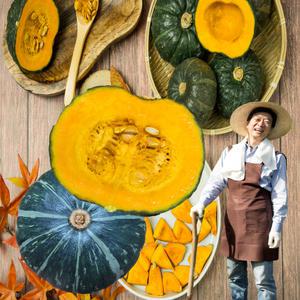 산지발송 국산 햇 미니 밤호박 보우짱 단호박 밤단호박 보짱 한박스 국내산 남해 해남 제주