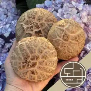 황토골 도담 생표고버섯 특품[화고], 상품[동고] 500g