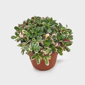 마이플랜트 카멜레온 소형 무늬 포테리카 채송화 야생화 꽃모종 공기정화식물