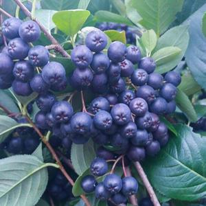 고창 아로니아 특품(줄기제거) 5kg