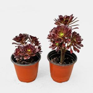 흑법사 소형 인테리어 다육 식물 모종