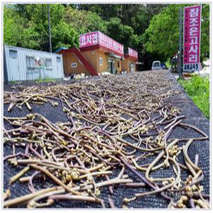 참좋은건고사리 300그램 말린 지리산 햇고사리나물