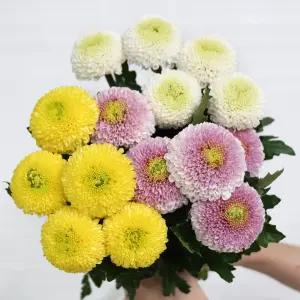 (플라워마켓) 팡팡 소국 한단 양재꽃시장 생화 배달 꽃정기구독