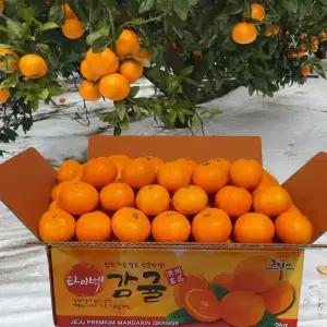 (10kg )제주 타이벡 농법 조생 노지 감귤 10kg 산지 밀감 매일 수확 신선