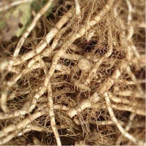 삼백초생뿌리 1kg - 잘키운 국산 삼백초씨앗