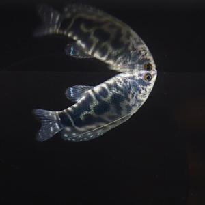 [힘찬열대어] 블루 구라미 3마리