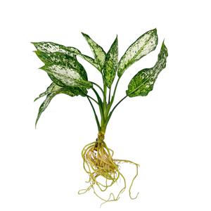 글라스가든 뿌리 세척 스노우사파이어 아글레오네마 모종 관엽식물 수경재배 수생 식중 희귀 실내공기정화식물 1뿌리