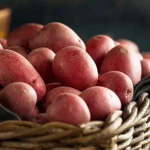 농장직송 카스테라 홍감자 5kg (특상)