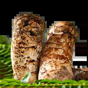 2025년 자연산 송이버섯 자연 송이 500g