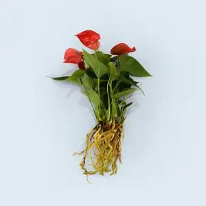 안스리움 미크라 세척 모종 소형 수경재배 식물 키우기쉬운 인테리어 실내공기정화 식물