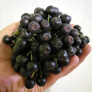 특품 슈퍼푸드 고창 아로니아 1kg 줄기제거 생 아로니아 생과 냉동 아로니아 열매 햇아로니아 초크베리