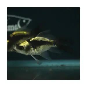 [주니멀열대어][비단잉어] 숏바디 팬더 버터플라이 코이 5cm 내외관상어