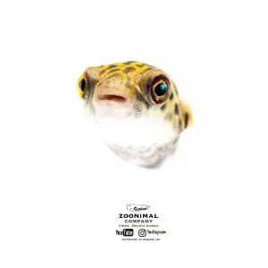 [주니멀열대어]달팽이잡는[복어] 초록복어 2-3cm내외관상어