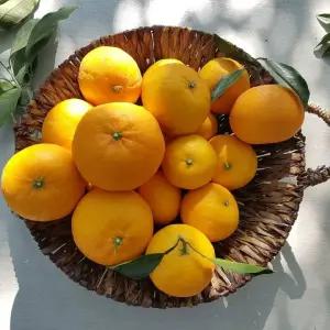 제주 청희오렌지 5kg