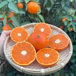 제주 홍매향 동백향 미하야 홍미향 고당도 프리미엄 효돈 감귤 3KG 5KG