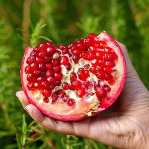 [전청프레시] 프리미엄 미국산 생 석류 석류생과 2kg