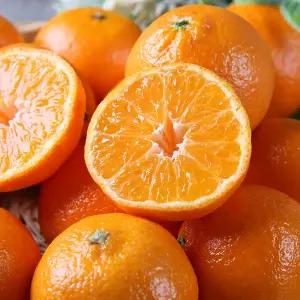 제주의 햇살을 가득 담은 조생 감귤 10kg (L-2L)