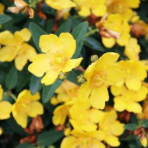 망종화 10개 노지월동 다년생 야생화 식물 모종