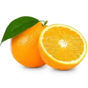 [농협6번]발렌시아/네이블 오렌지 40개내외 크기선택가능