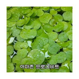 아마존 프로그비트 10뿌리