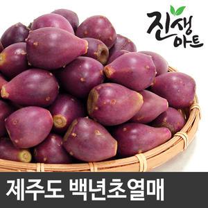 갓 수확한 제주도 생과 백년초 열매 3kg