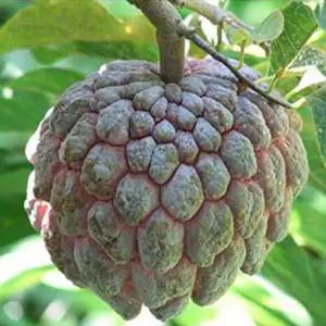 슈가 애플 씨앗 5립 / 석가 / 열대 나무 / 종자 희귀씨앗