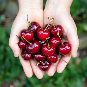 항공수입 생체리 1kg/500g 대과 사이즈