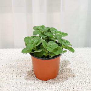 갑조네 장미허브(소품)