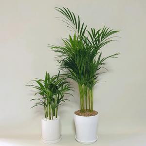 아레카야자 이국적인식물 인테리어 현관 선물용 키우기쉬운식물