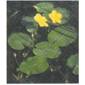 [신세계수족관] 수생식물 노랑어리연 2촉