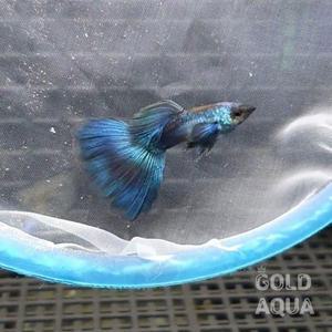 [골드아쿠아] 파란색 구피 열대어 키우기 숫2+암3