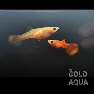 풀레드 글라스벨리 구피 (풀글벨) 숫2+암2