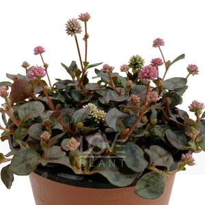 갯모밀 마디풀과 공기정화식물 식물키우기 가정원예 화분