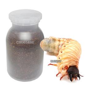 장수풍뎅이 애벌레 관찰키트 3령