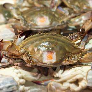 [마트110종]서해안 100% 국산 꽃게/가락시장 직판