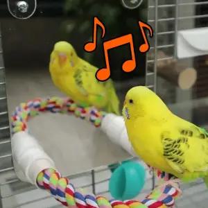 앵무새 거울 장난감 횟대 걸이 조류 놀이 소품 장난감