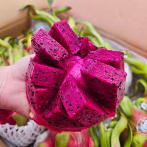 용과 레드용과 적용과 드래곤후르츠 베트남산 3과 5과 8과