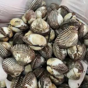 당일조업 국내산 제철 새꼬막 3kg